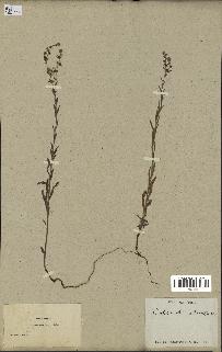 spécimen de Echinospermum lappula
