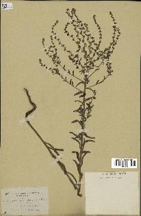 spécimen de Echinospermum lappula