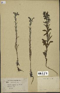 spécimen de Echinospermum lappula