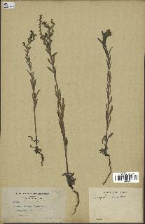 spécimen de Echinospermum lappula