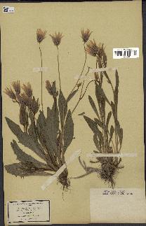 spécimen de Catananche lutea