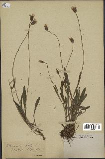 spécimen de Catananche lutea