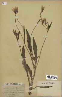 spécimen de Catananche lutea
