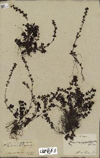 spécimen de Veronica serpyllifolia