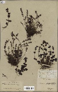 spécimen de Veronica serpyllifolia