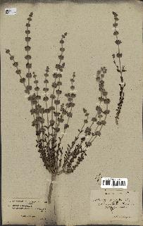 spécimen de Sideritis hirsuta