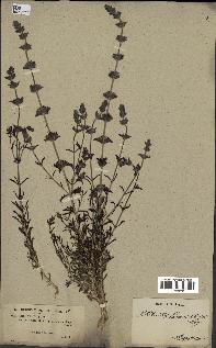 spécimen de Sideritis hirsuta