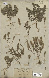 spécimen de Ziziphora hispanica