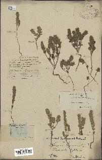 spécimen de Ziziphora hispanica