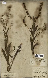 spécimen de Cynoglossum pictum