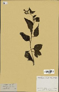 spécimen de Symphytum asperrimum