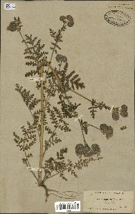 spécimen de Phacelia tanacetifolia