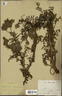 spécimen de Phacelia tanacetifolia