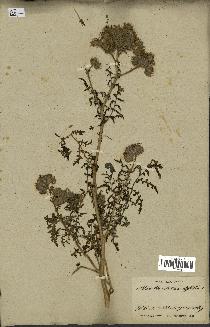 spécimen de Phacelia tanacetifolia