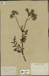 spécimen de Phacelia tanacetifolia