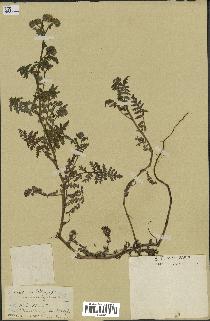 spécimen de Phacelia tanacetifolia