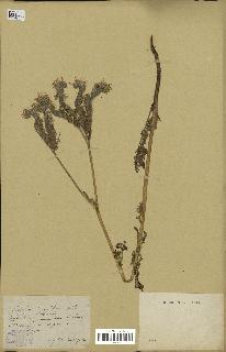 spécimen de Phacelia tanacetifolia