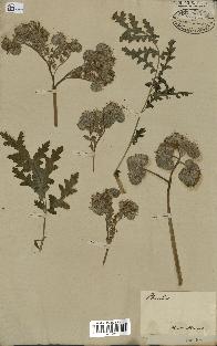 spécimen de Phacelia tanacetifolia