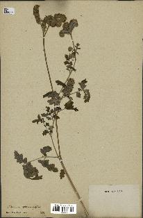 spécimen de Phacelia tanacetifolia