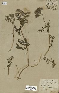 spécimen de Phacelia tanacetifolia