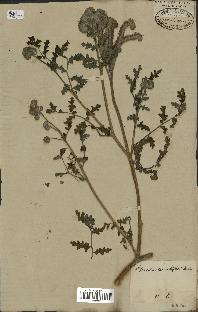 spécimen de Phacelia tanacetifolia