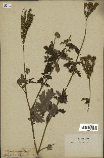 spécimen de Phacelia tanacetifolia