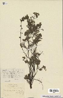 spécimen de Teucrium rotundifolium