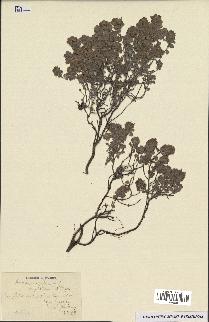 spécimen de Teucrium rotundifolium