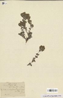 spécimen de Teucrium rotundifolium