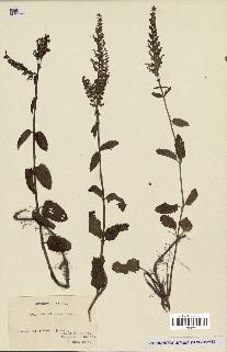 spécimen de Teucrium atratum