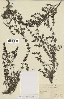 spécimen de Teucrium campanulatum