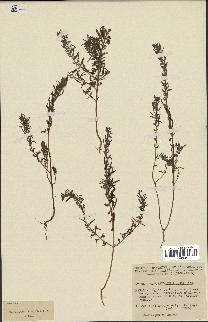 spécimen de Teucrium decipiens