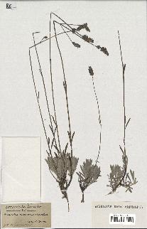 spécimen de Lavandula latifolia