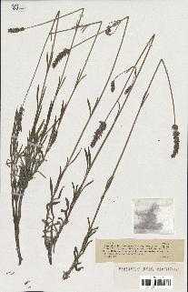 spécimen de Lavandula burnatii