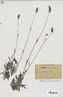 spécimen de Lavandula latifolia