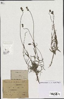 spécimen de Lavandula spica