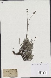 spécimen de Lavandula spica