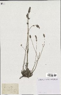 spécimen de Lavandula spica