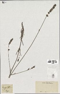 spécimen de Lavandula spica
