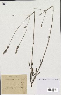 spécimen de Lavandula spica