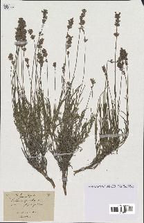 spécimen de Lavandula spica