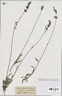 spécimen de Lavandula lanata