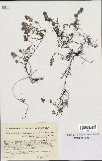 spécimen de Thymus serpyllum