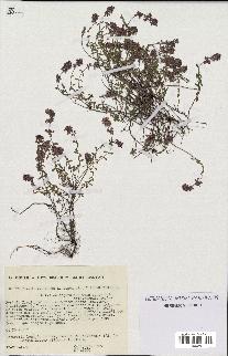 spécimen de Thymus serpyllum