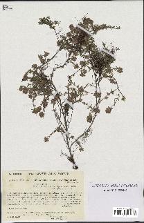 spécimen de Thymus serpyllum