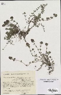 spécimen de Thymus serpyllum