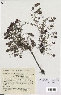 spécimen de Thymus serpyllum