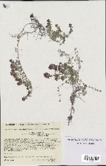 spécimen de Thymus serpyllum
