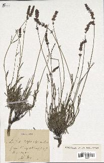 spécimen de Lavandula latifolia