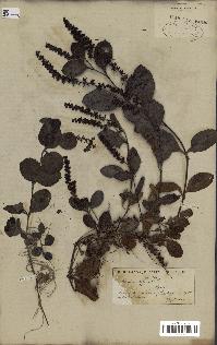 spécimen de Veronica officinalis